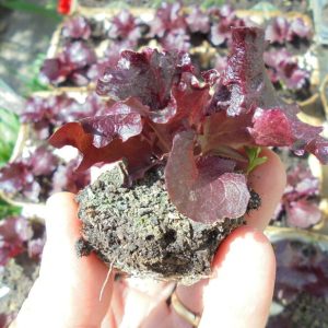 Lollo Rossa Lettuce Seedlings.