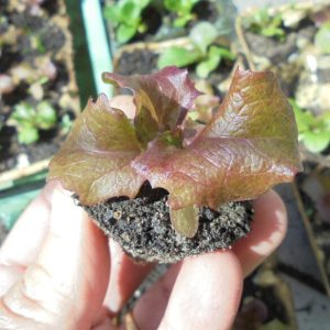Brown Lettuce Seedlings