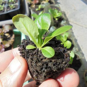 Romaine Lettuce Seedlings