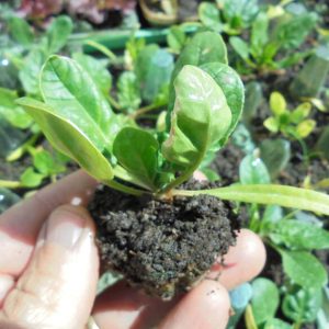 Spinach Seedlings