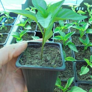 Alexandru Pepper Seedlings