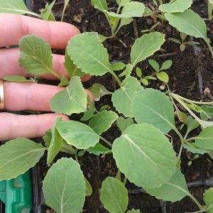 Cabbage Seedlings