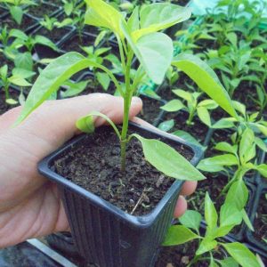 Cayenne Pepper Seedlings