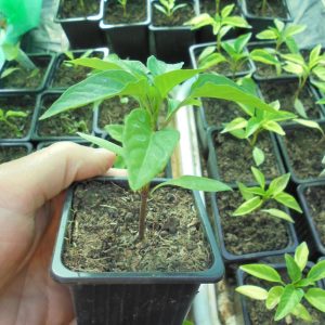 Dracula Pepper Seedlings