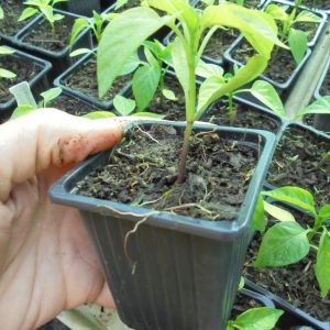 White Pepper Seedlings