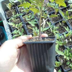 Ghittia Tomato Seedlings