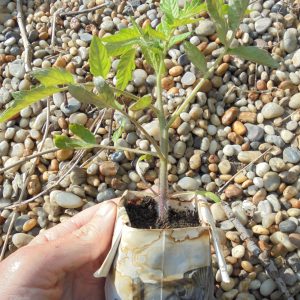 Ghittia Tomato Seedlings
