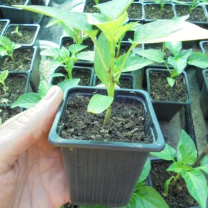 Hildi Pepper Seedlings