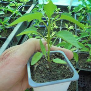 Kecskeszarv Pepper Seedlings