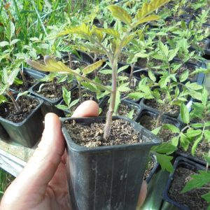 Large Slicing Tomato Seedlings