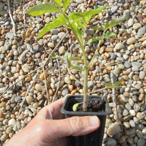Large Slicing Tomato Seedlings