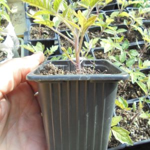 Roma Tomato Seedlings