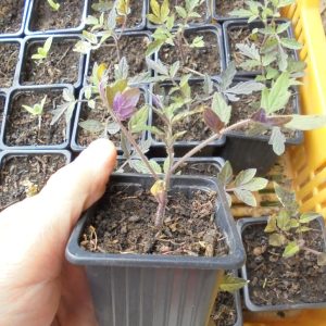 Zömök Tomato Seedlings.