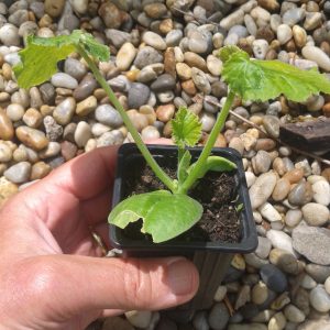 Zucchini Seedlings