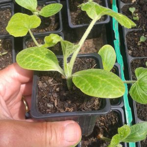 Pattypan Squash Seedlings