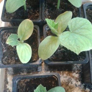 Cucumber de Paris Seedlings