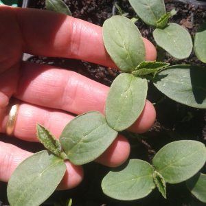 Cucumber de Paris Seedlings