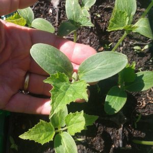 Long Cucumber Seedlings