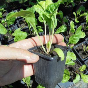 Green Chard Seedlings