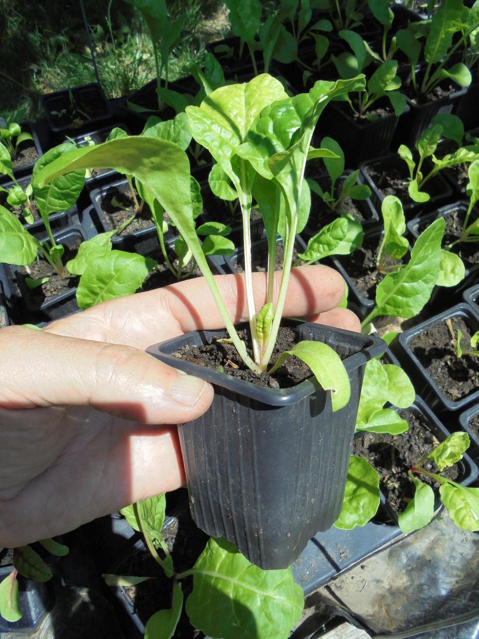 Green Chard Seedlings