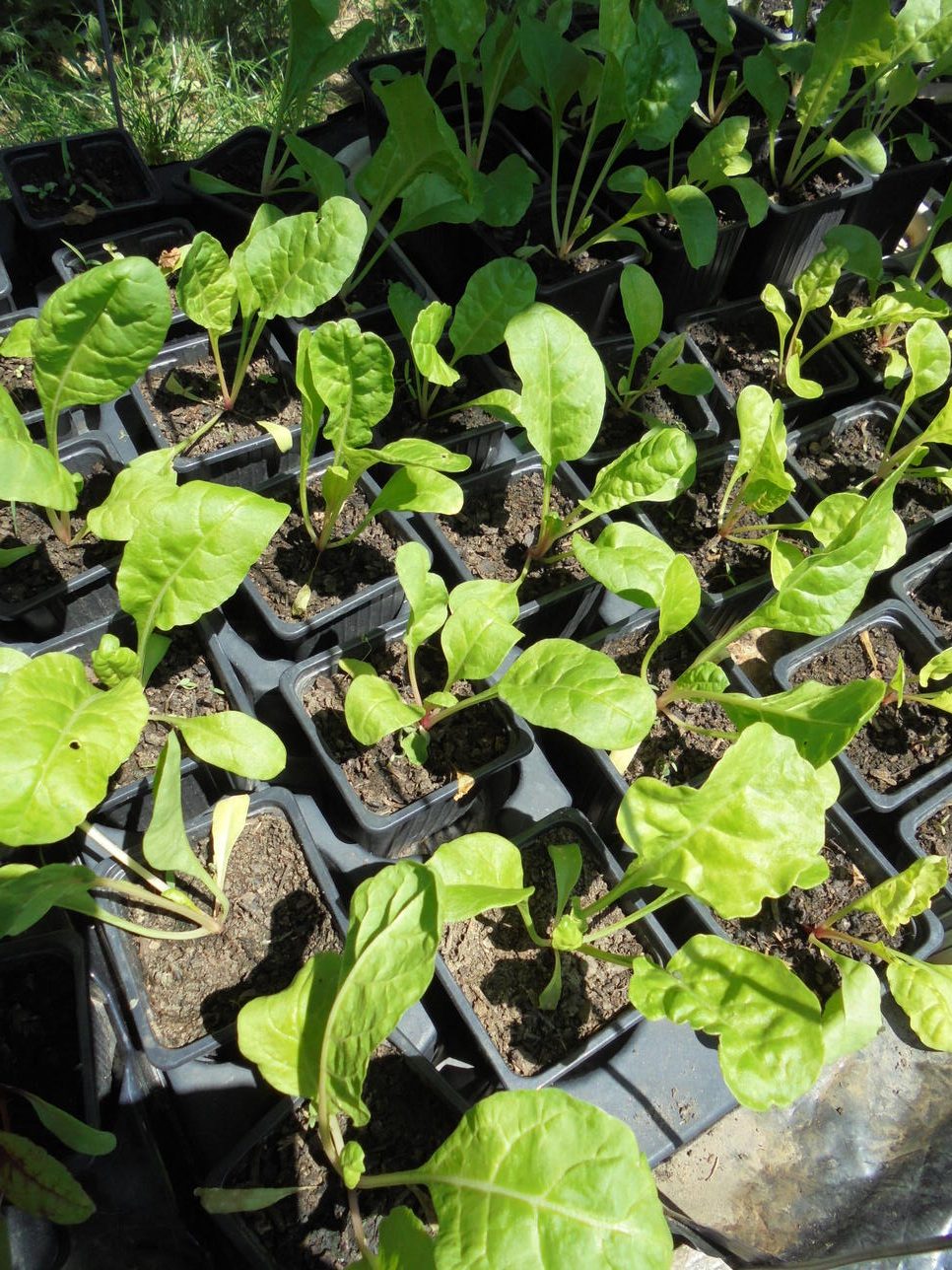 Green Chard Seedlings - Image 2