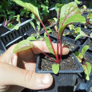 Rhubarb Chard Seedlings