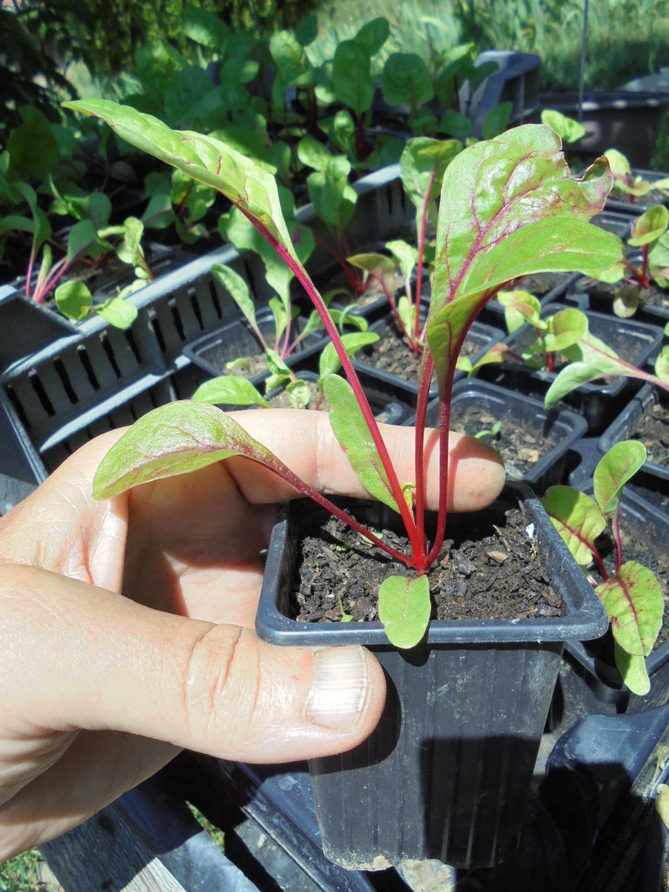Rhubarb Chard Seedlings