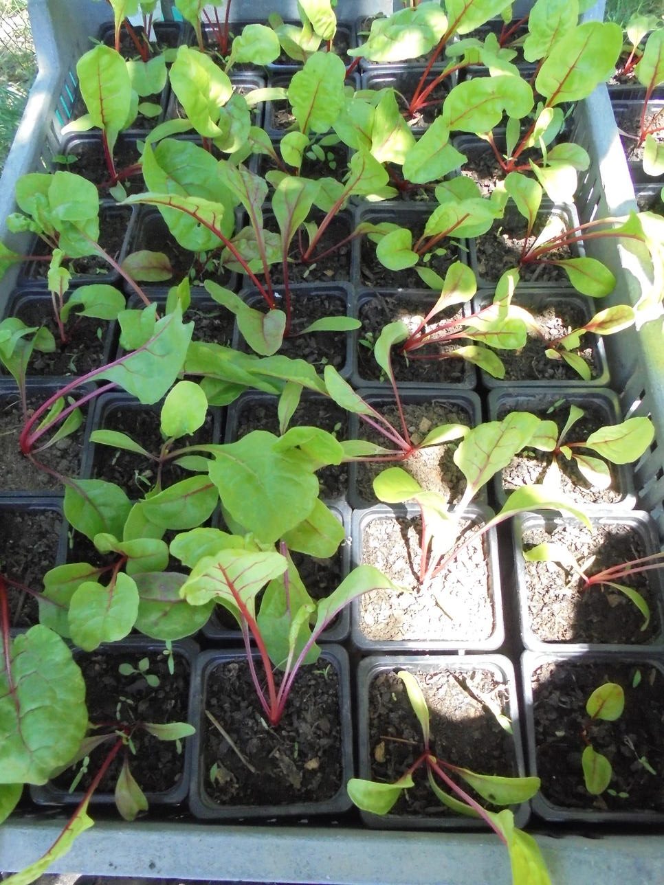Rhubarb Chard Seedlings - Image 2